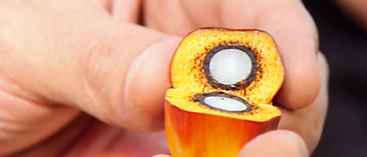 Promoting sustainable palm oil: Two hands are holding a palm fruit cut open