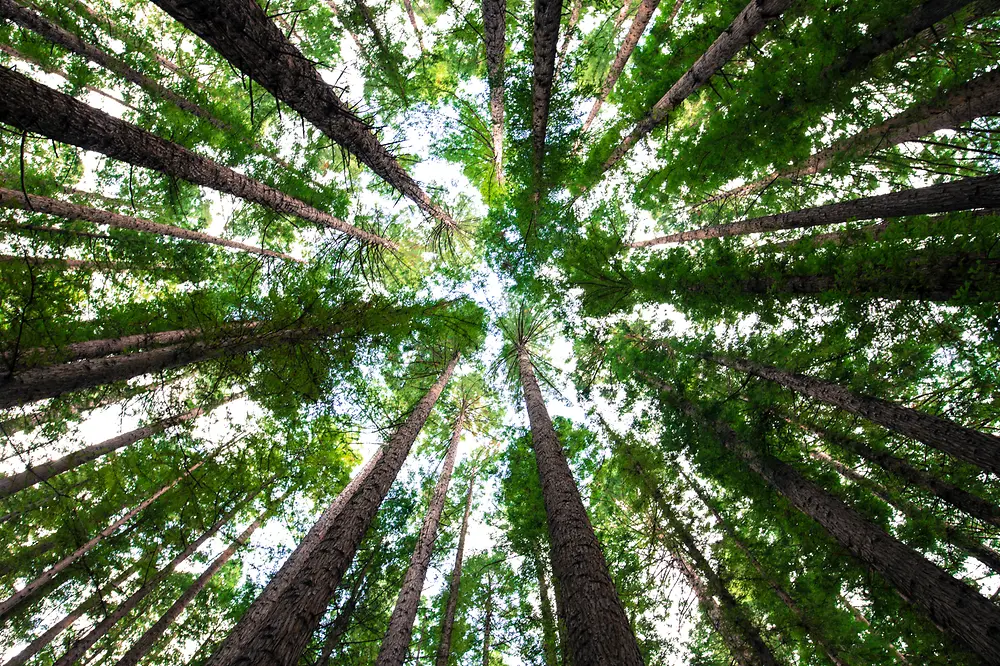 tree canape seen from below