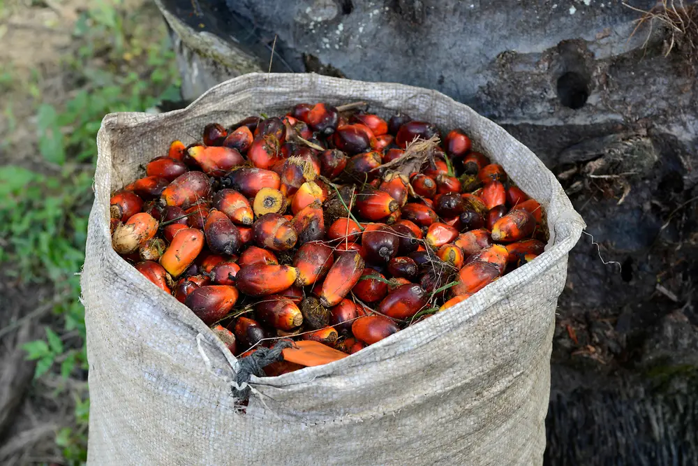 Palm fruit